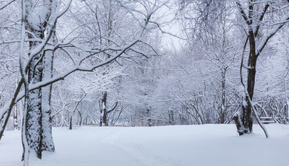 winter forest landscape with snow