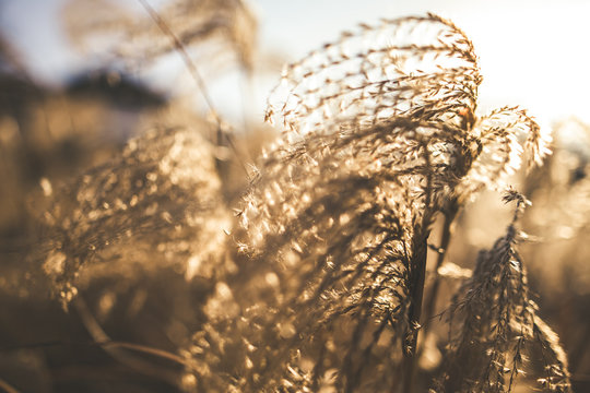 Miscanthus sinensis, maiden grass, chinese silver grass in sunset. Close up view
