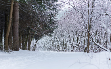 Fototapeta premium winter forest landscape with snow