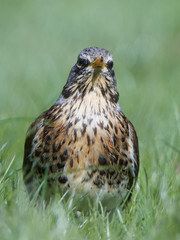 Fieldfare (Turdus pilaris)