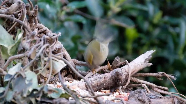 The goldcrest is a very small passerine bird in the kinglet family. Its colourful golden crest feathers gives rise to its English and scientific names.