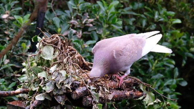 Various feral pigeons feeding and fighting in urban house garden.