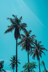 Fototapeta na wymiar Palm trees, Gili Air
