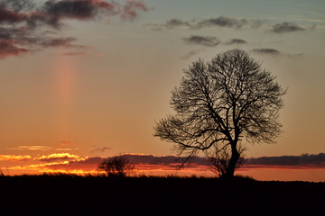 Lonely Tree in the Sunset
