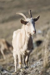 Naklejka na ściany i meble white alpine goat isolated