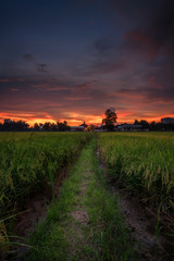Burning sky and stunning sunset over paddy field at permatang pauh penang malaysia