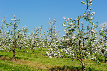 Fototapeta na wymiar Blühende Apfelbäume in einer Apfelplantage