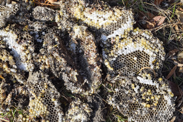 Vespula vulgaris. Destroyed hornet's nest. Drawn on the surface of a honeycomb hornet's nest. Larvae and pupae of wasps.