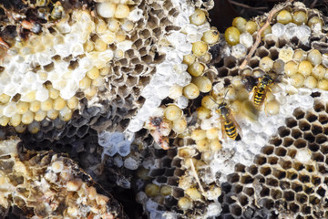 Destroyed hornet's nest. Drawn on the surface of a honeycomb hornet's nest. Larvae and pupae of wasps. Vespula vulgaris