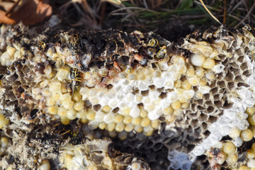 Destroyed hornet's nest. Drawn on the surface of a honeycomb hornet's nest. Larvae and pupae of wasps. Vespula vulgaris