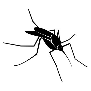 Vector image of a mosquito silhouette on a isolated white background