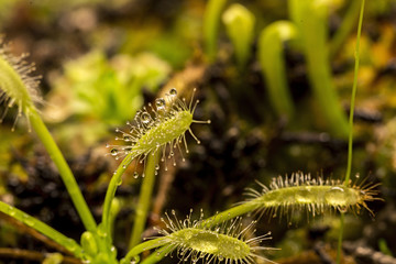 Pianta carnivora drosera capensis con gocce di colla , macro.