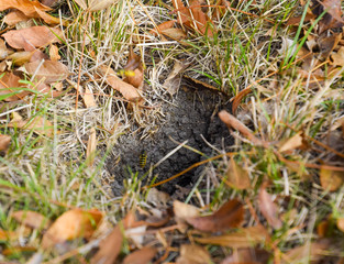 Wasps fly into their nest. Mink with an aspen nest. Underground
