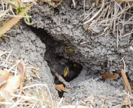 Wasps fly into their nest. Mink with an aspen nest. Underground