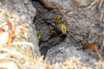 Wasps fly into their nest. Mink with an aspen nest. Underground