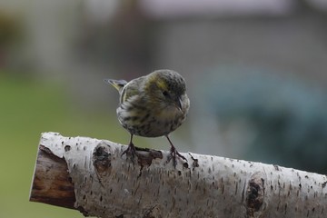 small song bird
