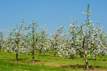 Blühende Apfelbäume in einer Apfelplantage
