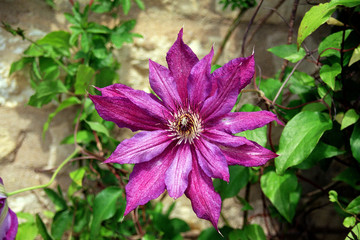 Purple Clematis