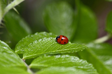 A close up picture of a Ladybird in a cottage garden