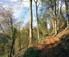 England, Gloucestershire, Cotswolds, Hillside woodland foot path in spring