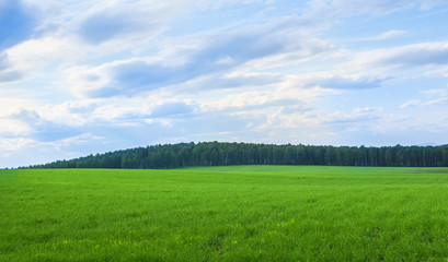 Green field and forest in the distance.