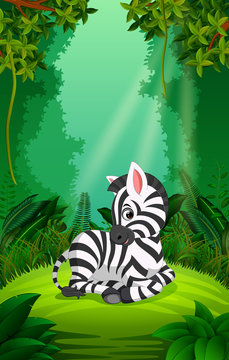 zebra in the clear and green forest