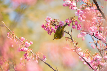Japanese White Eye and Cherry Blossoms