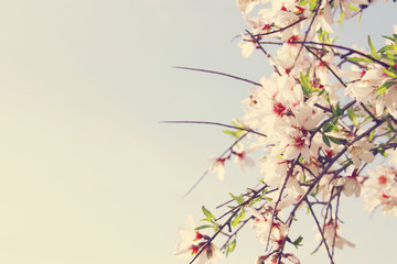 background of spring white cherry blossoms tree. selective focus.
