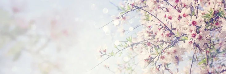 Website-Banner-Hintergrund des Frühlingsbaums mit weißen Kirschblüten. selektiver Fokus. © tomertu
