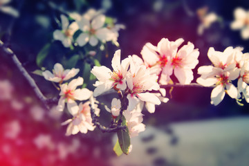 Fototapeta na wymiar background of spring white cherry blossoms tree. selective focus.