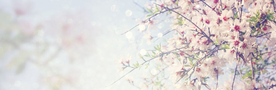 website banner background of of spring white cherry blossoms tree. selective focus.