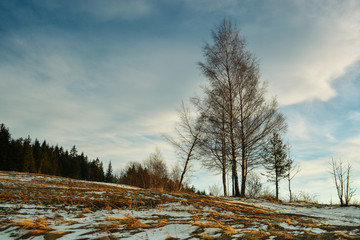 Brzozy na tle nieba © Arsky