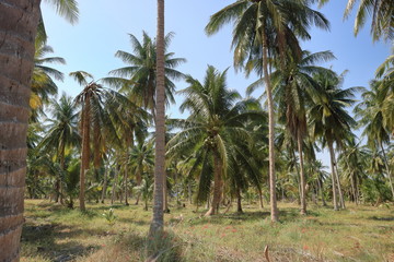 Obraz premium タイのヤシ林