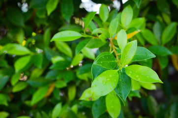 water drops on green leaf in morning time,select focus
