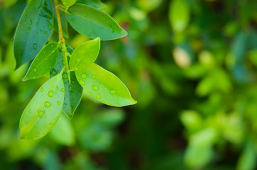 Fototapeta na wymiar water drops on green leaf in morning time,select focus