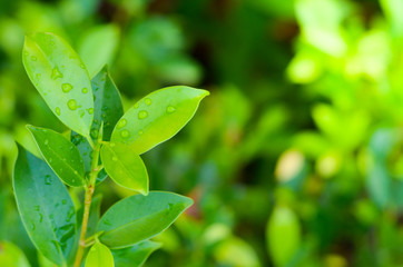 water drops on green leaf in morning time,select focus