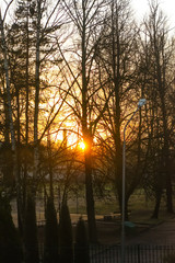 Winter sunrise. Bright sun and trees.