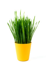 Young green Christmas wheat in a yellow pot on a white background.