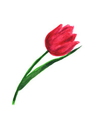 Obraz premium Hand painted element for design. Watercolor flower.