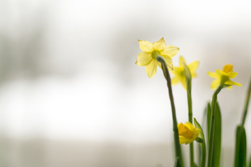 narcissus on the window