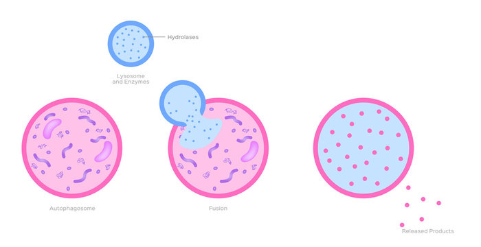 lysosome and auto phagosome in human body vector / anatomy and organ concept