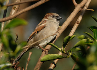 Obraz premium House Sparrows in urban house garden. UK.