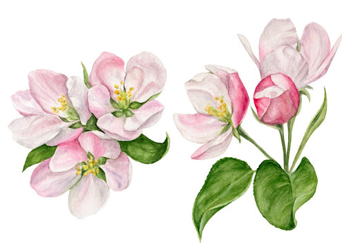 hand-painted watercolor illustration of Apple blossom with buds and leaves