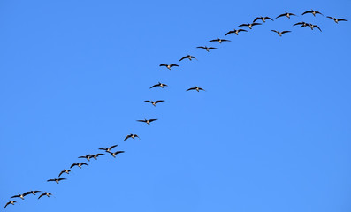 Vogelzug, Zugvögel, migratory birds, 18010.jpg