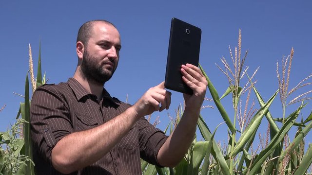 Successful farmer male taking photos to cornfield crop prepare for harvesting 4K