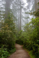 Path in the rainforest Redwood National Park, California