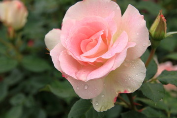 ピンクのバラの花