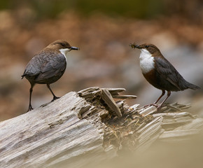 White throated dipper couple feeding