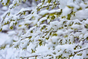 Springtime branches with leaves covered in heavy snow