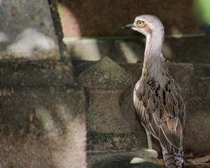 Australian Stone Curlew camouflaged against stone wall blacks 